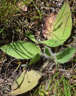 Dark-leaved Hawkweed