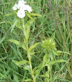 Sweet-William