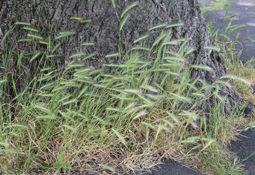 Wall Barley