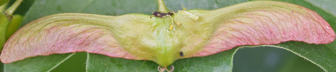 image for Field Maple