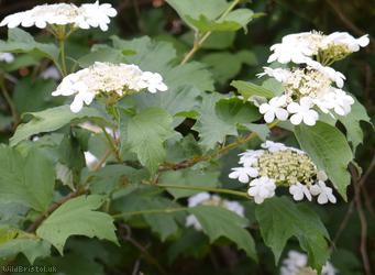 image for Guelder-rose