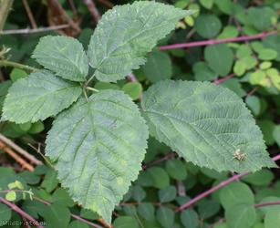 Imbricate-leaved x Tubercled Bramble