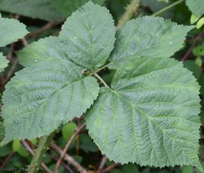 Imbricate-leaved x Tubercled Bramble