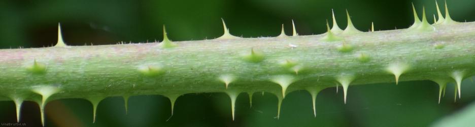 Imbricate-leaved x Tubercled Bramble