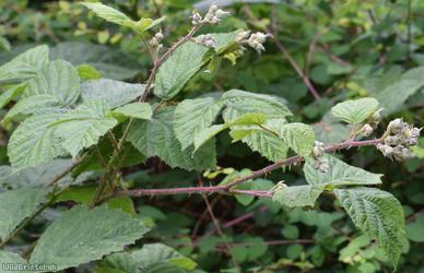 Imbricate-leaved x Tubercled Bramble