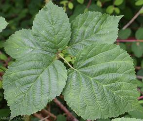 Imbricate-leaved x Tubercled Bramble