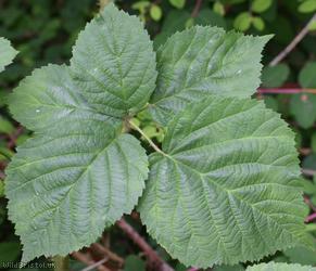 Imbricate-leaved x Tubercled Bramble