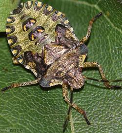 Red-legged Shieldbug