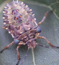 Red-legged Shieldbug