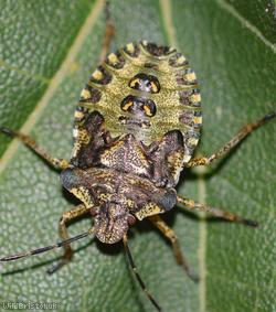 Red-legged Shieldbug