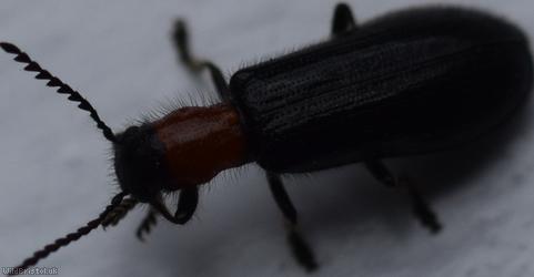 Tillus elongatus