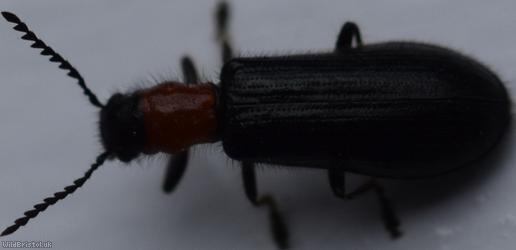 Tillus elongatus