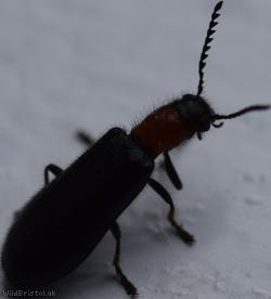 Tillus elongatus