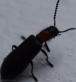 Tillus elongatus