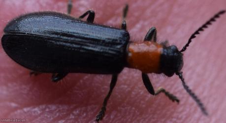 Tillus elongatus