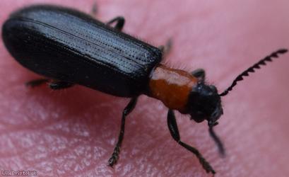 image for Tillus elongatus