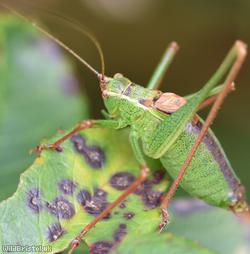 Speckled Bush-cricket