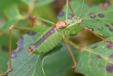 Speckled Bush-cricket