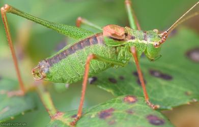 Speckled Bush-cricket