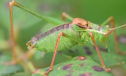 Speckled Bush-cricket