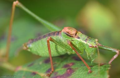 Speckled Bush-cricket