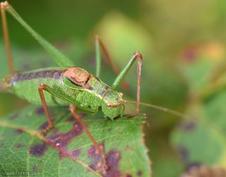 Speckled Bush-cricket