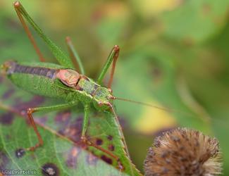 Speckled Bush-cricket