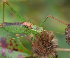 Speckled Bush-cricket