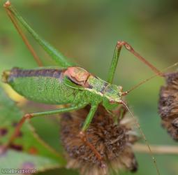 Speckled Bush-cricket