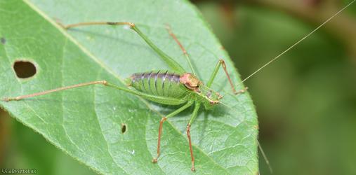 Speckled Bush-cricket