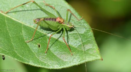 image for Speckled Bush-cricket