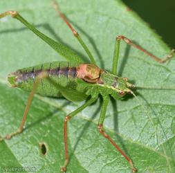 Speckled Bush-cricket