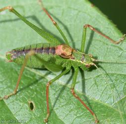 Speckled Bush-cricket