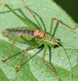 Speckled Bush-cricket