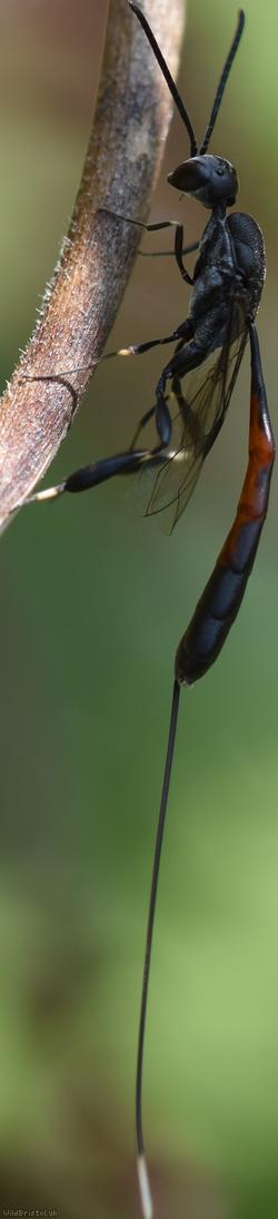 Greater Pennant Wasp