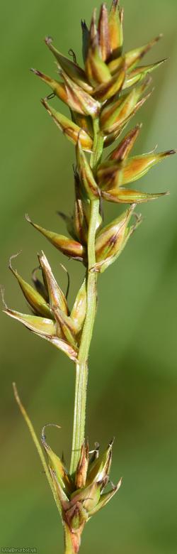 Spiked Sedge