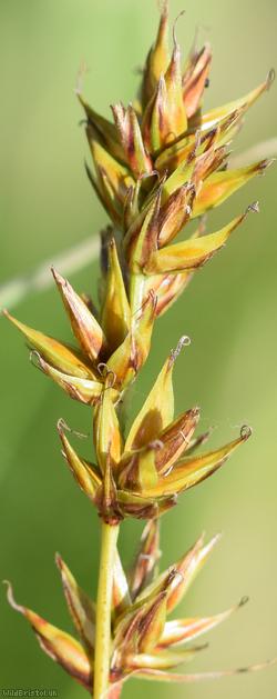 Spiked Sedge