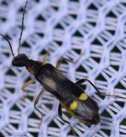 Malthinus balteatus