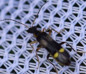 Malthinus balteatus
