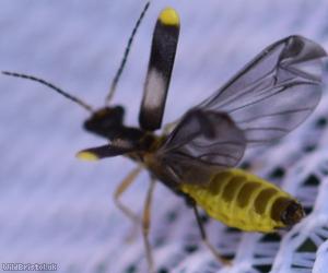 Malthinus balteatus
