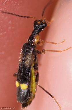 Malthinus balteatus