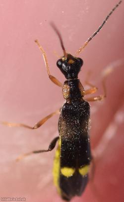 Malthinus balteatus