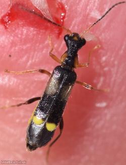 image for Malthinus balteatus