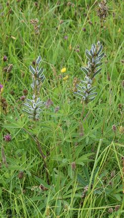 image for Garden Lupin