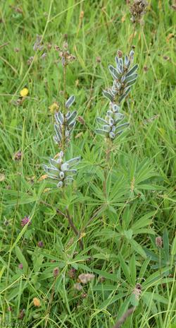 Garden Lupin