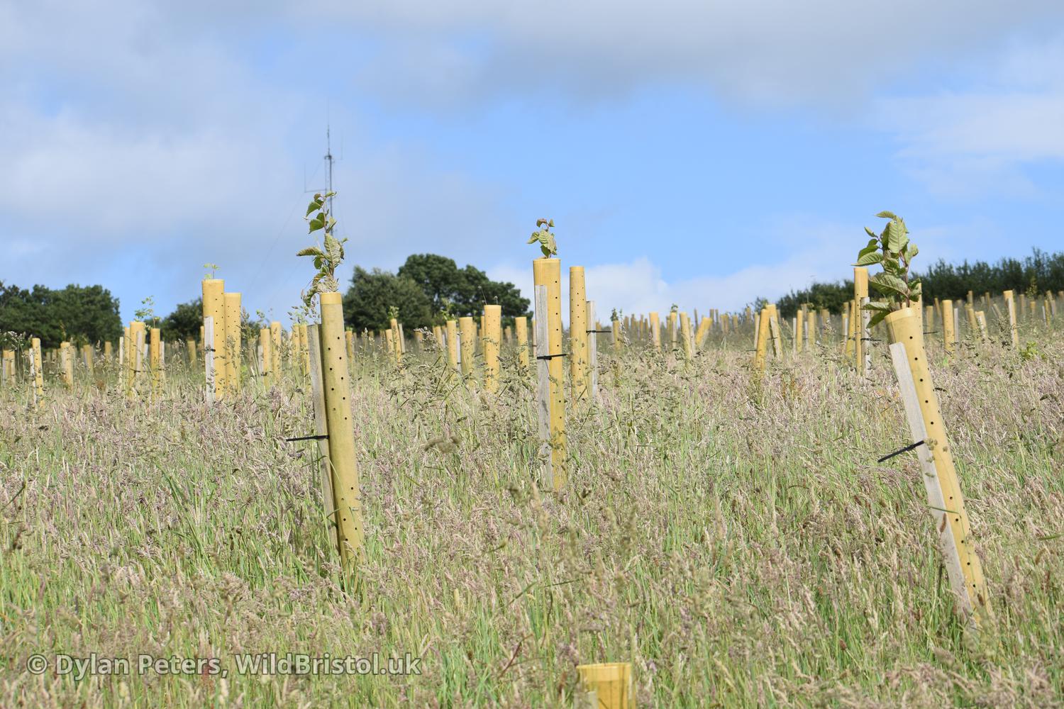 Mass tree planting devastation at Dundry Hill