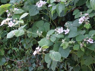 Woodland Bramble