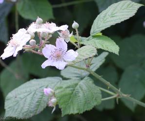 Woodland Bramble
