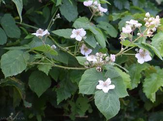 Woodland Bramble
