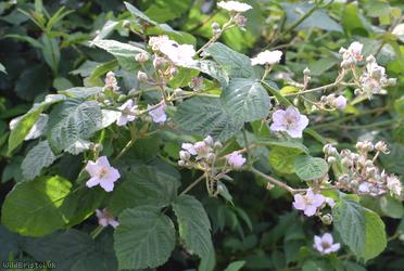 Woodland Bramble